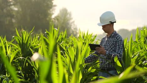 Agricultor-Que-Utiliza-Una-Tableta-Digital-Cultivando-Una-Plantación-De-Maíz-En-El-Fondo.-Aplicación-De-Tecnología-Moderna-En-El-Concepto-De-Actividad-Agrícola-Creciente.